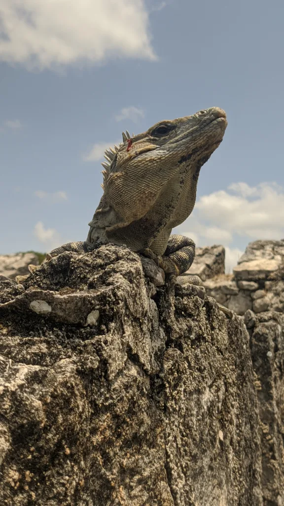 Large Iguana at Fuerte De San Felipe Bacalar, Mexico. Things to do in Bacalar, Mexico.